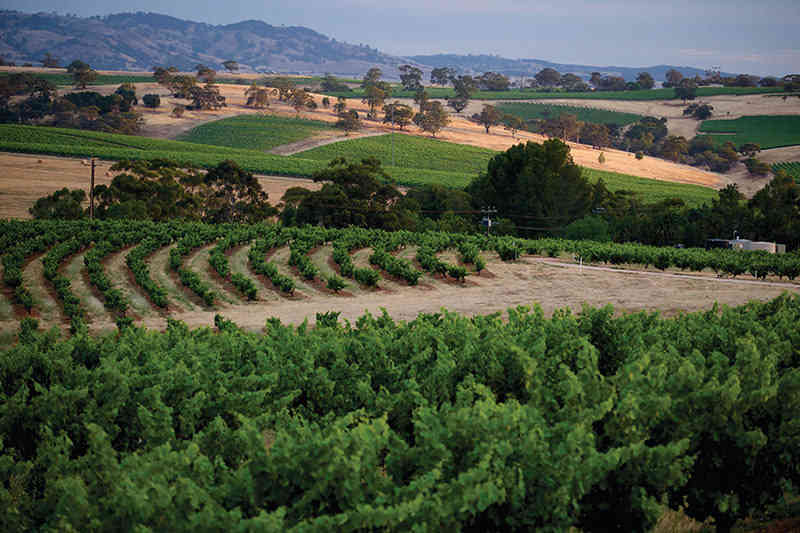 Barossa Views 800X533