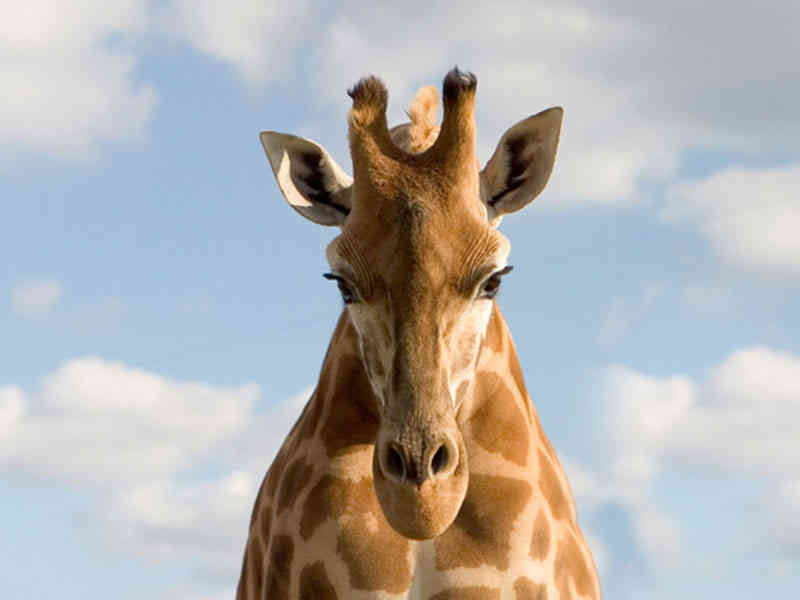Monarto Zoo Giraffe