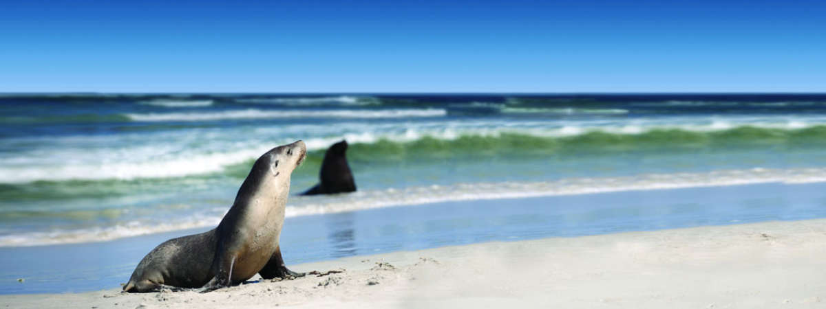 Captain Cook Kangaroo Island Tours Captain Cook Kangaroo Island Tours