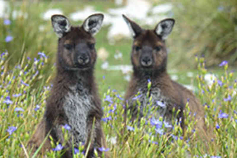 Kangaroo Island Kangaroos