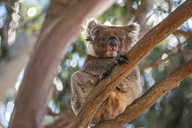 Koala