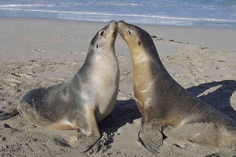 Mk Seal